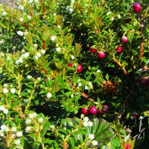 Bush with white flowers and red berries
